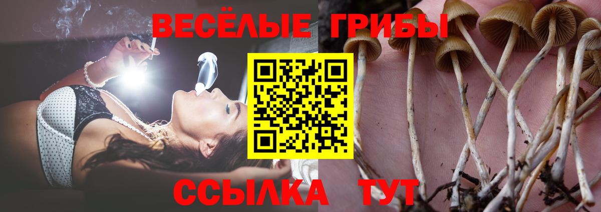 Псилоцибиновые грибы Psilocybe Новочебоксарск
